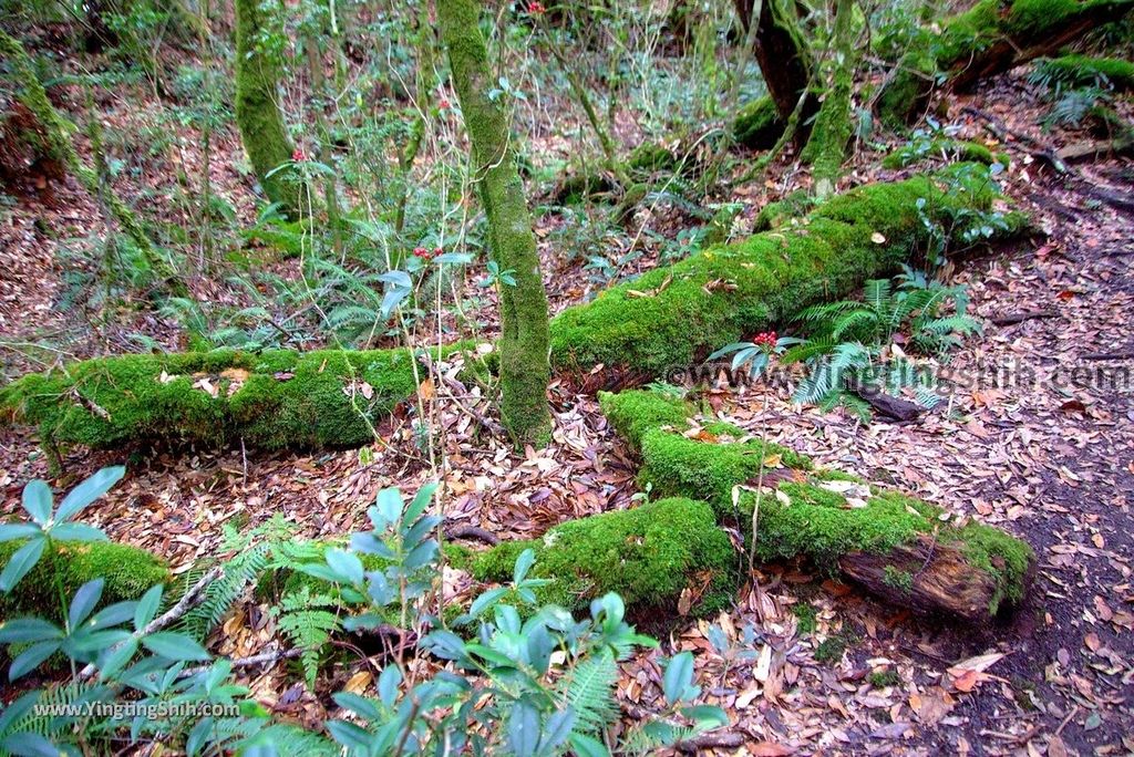 YTS_YTS_20190105_桃園復興塔曼山登山步道Taoyuan Fuxing Tamanshan Hiking Trail100_3A5A4039.jpg