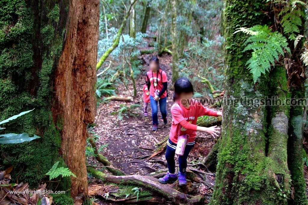 YTS_YTS_20190105_桃園復興塔曼山登山步道Taoyuan Fuxing Tamanshan Hiking Trail104_3A5A4072.jpg