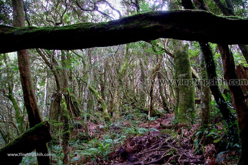 YTS_YTS_20190105_桃園復興塔曼山登山步道Taoyuan Fuxing Tamanshan Hiking Trail109_3A5A4103.jpg