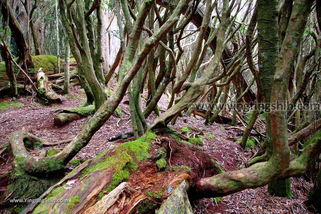 YTS_YTS_20190105_桃園復興塔曼山登山步道Taoyuan Fuxing Tamanshan Hiking Trail111_3A5A4142.jpg