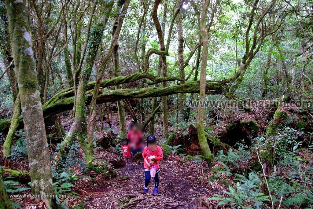 YTS_YTS_20190105_桃園復興塔曼山登山步道Taoyuan Fuxing Tamanshan Hiking Trail110_3A5A4114.jpg