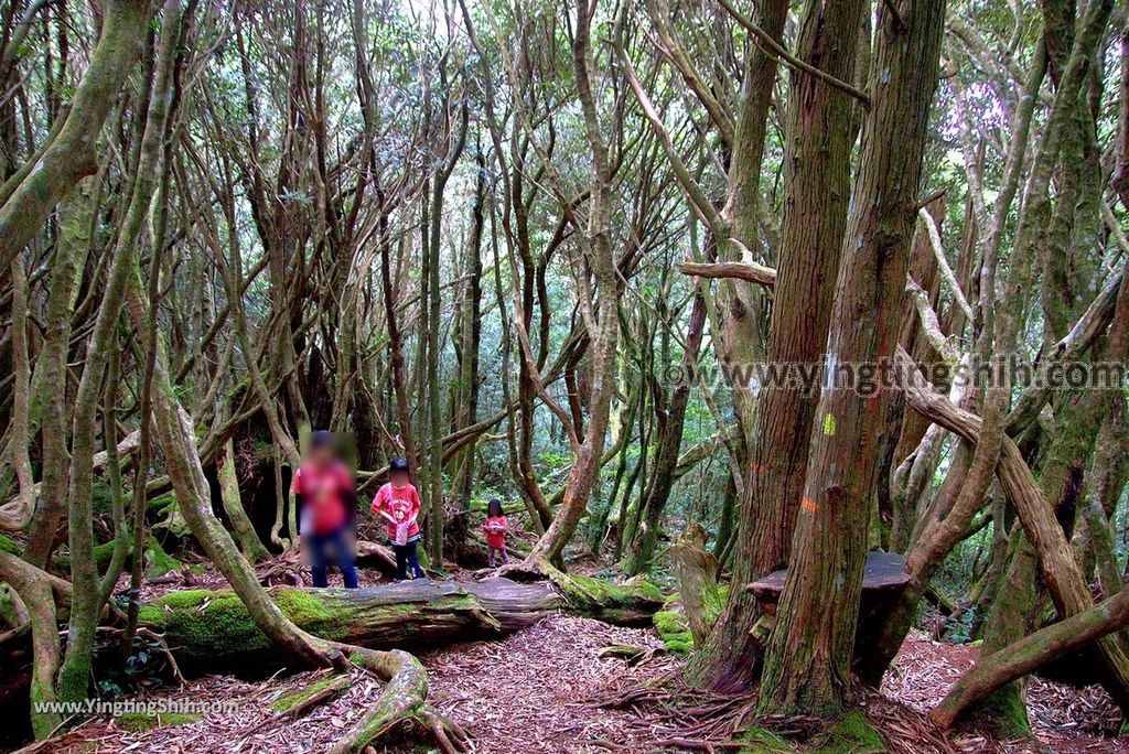 YTS_YTS_20190105_桃園復興塔曼山登山步道Taoyuan Fuxing Tamanshan Hiking Trail118_3A5A4197.jpg