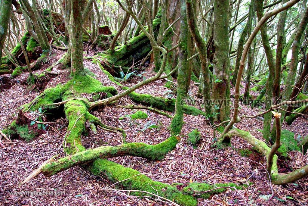 YTS_YTS_20190105_桃園復興塔曼山登山步道Taoyuan Fuxing Tamanshan Hiking Trail123_3A5A4253.jpg