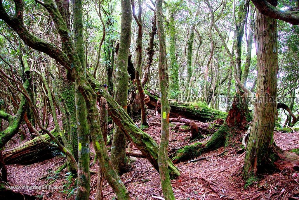 YTS_YTS_20190105_桃園復興塔曼山登山步道Taoyuan Fuxing Tamanshan Hiking Trail125_3A5A4265.jpg