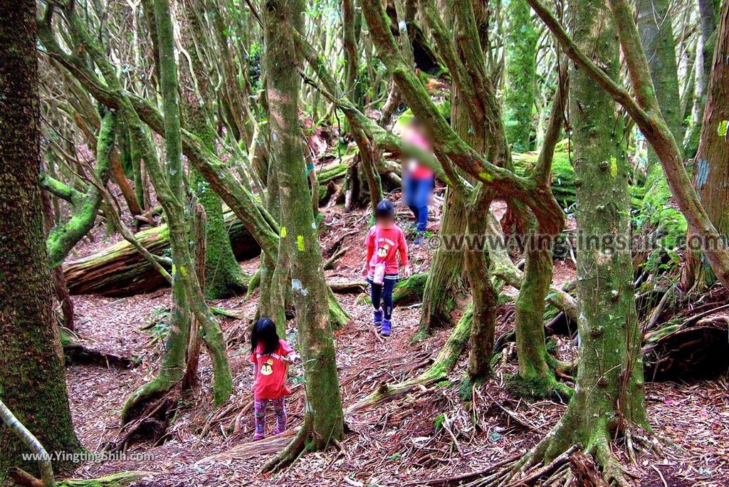 YTS_YTS_20190105_桃園復興塔曼山登山步道Taoyuan Fuxing Tamanshan Hiking Trail127_3A5A4273.jpg