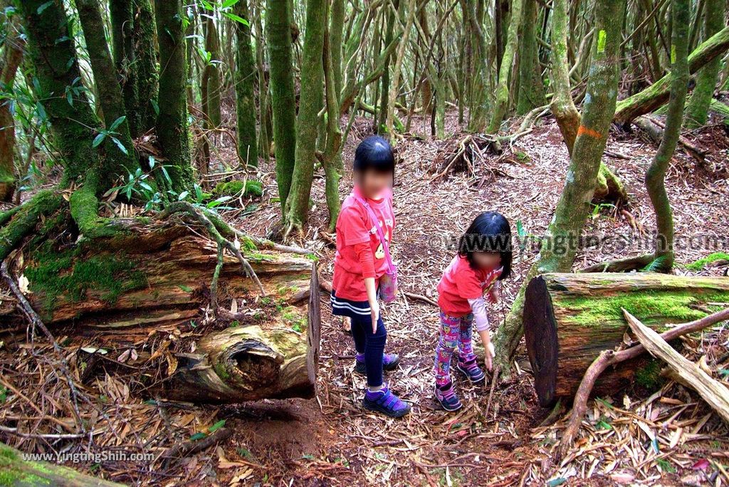 YTS_YTS_20190105_桃園復興塔曼山登山步道Taoyuan Fuxing Tamanshan Hiking Trail135_3A5A4467.jpg