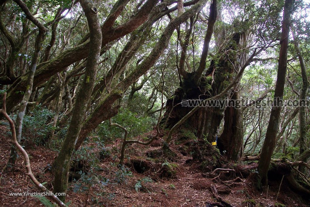 YTS_YTS_20190105_桃園復興塔曼山登山步道Taoyuan Fuxing Tamanshan Hiking Trail139_3A5A4496.jpg