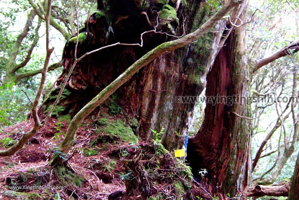 YTS_YTS_20190105_桃園復興塔曼山登山步道Taoyuan Fuxing Tamanshan Hiking Trail140_3A5A4505.jpg