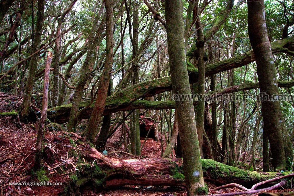 YTS_YTS_20190105_桃園復興塔曼山登山步道Taoyuan Fuxing Tamanshan Hiking Trail143_3A5A4568.jpg