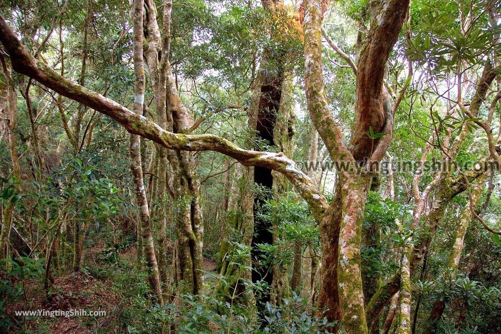 YTS_YTS_20190105_桃園復興塔曼山登山步道Taoyuan Fuxing Tamanshan Hiking Trail153_3A5A4674.jpg