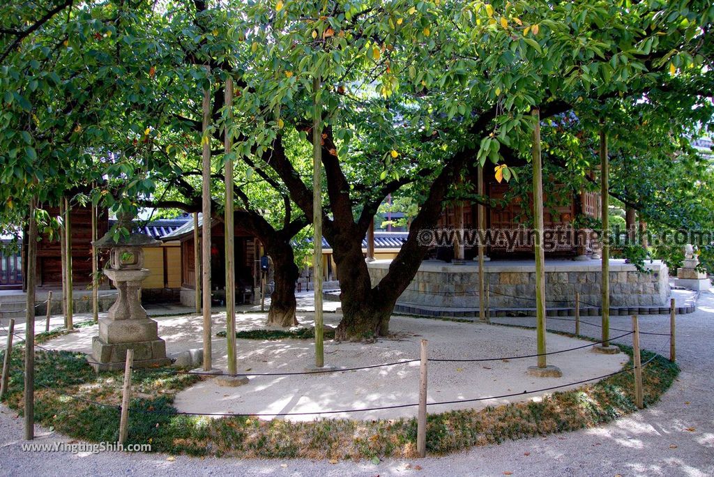 YTS_YTS_20180822_日本九州福岡東長寺／日本最大木雕佛像／福岡大佛Japan Kyushu Fukuoka Tochoji Temple063_3A5A7805.jpg