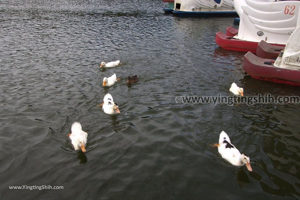 YTS_YTS_20190101_苗栗三義西湖／德興池／湖畔咖啡Miaoli Sanyi West Lake Resortopia Lake Coffee／Dexing Pond058_3A5A8303.jpg