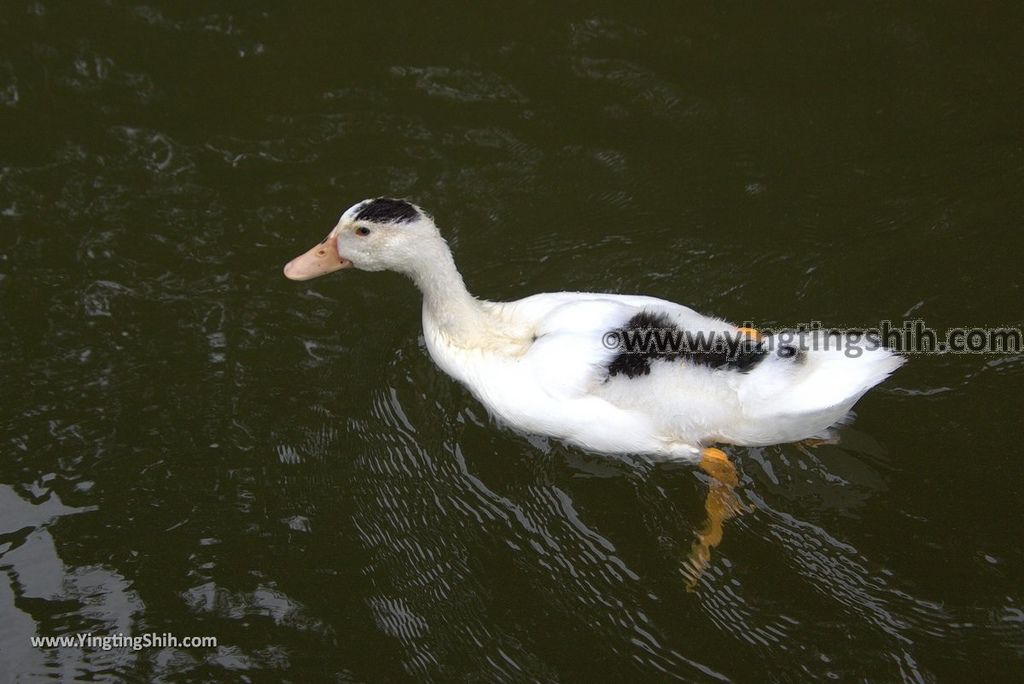 YTS_YTS_20190101_苗栗三義西湖／德興池／湖畔咖啡Miaoli Sanyi West Lake Resortopia Lake Coffee／Dexing Pond073_3A5A8890.jpg