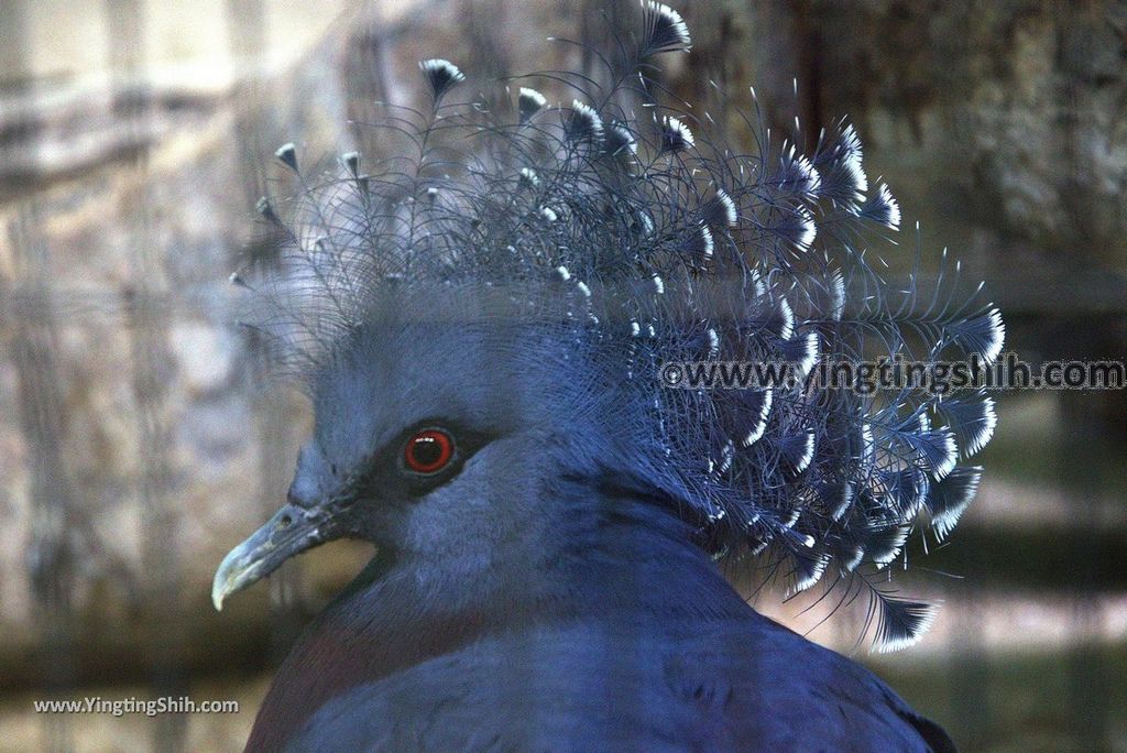 YTS_YTS_20180822_日本九州福岡福岡市動物園／動物科學館／摩天輪Japan Kyushu Fukuoka Fukuoka City Zoological Garden028_3A5A1750.jpg