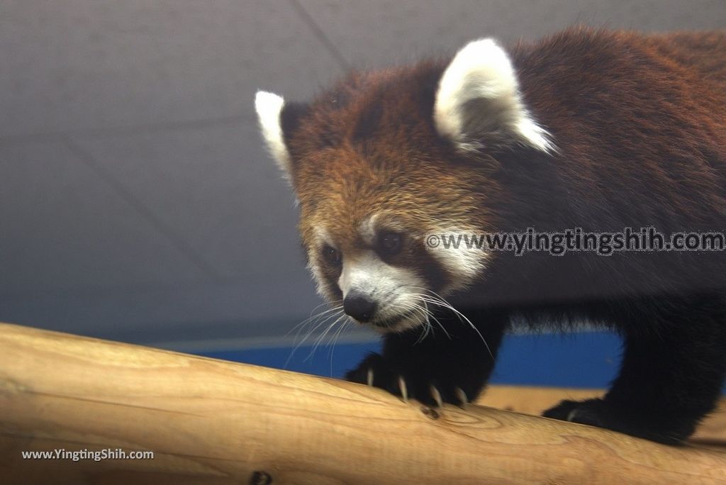 YTS_YTS_20180822_日本九州福岡福岡市動物園／動物科學館／摩天輪Japan Kyushu Fukuoka Fukuoka City Zoological Garden035_3A5A1930.jpg