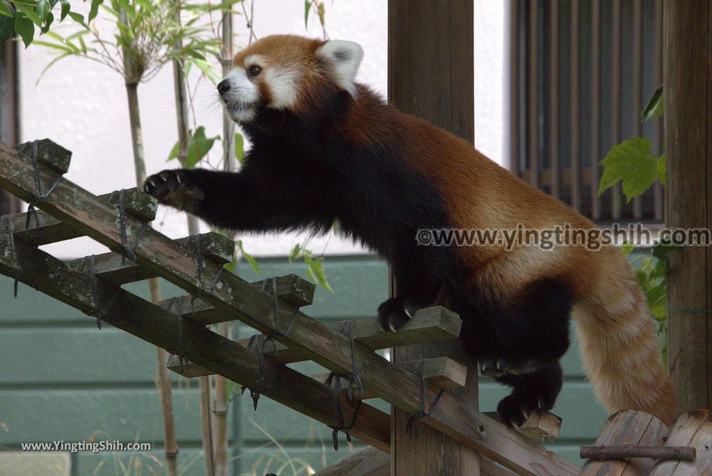 YTS_YTS_20180822_日本九州福岡福岡市動物園／動物科學館／摩天輪Japan Kyushu Fukuoka Fukuoka City Zoological Garden036_3A5A2025.jpg