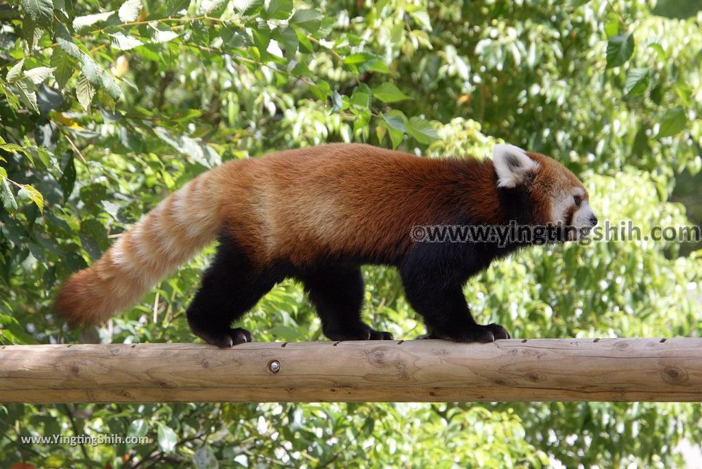 YTS_YTS_20180822_日本九州福岡福岡市動物園／動物科學館／摩天輪Japan Kyushu Fukuoka Fukuoka City Zoological Garden038_3A5A1784.jpg