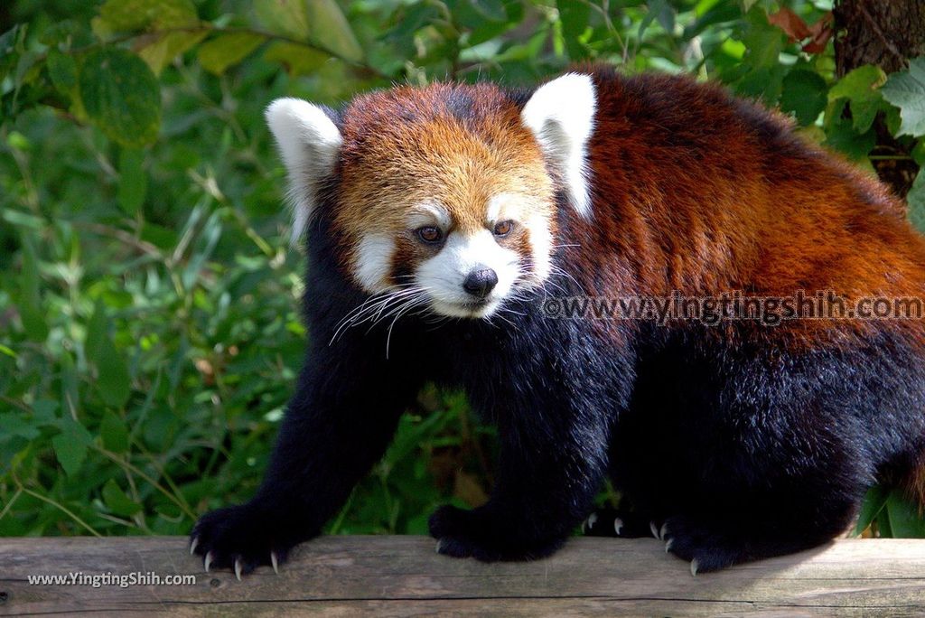 YTS_YTS_20180822_日本九州福岡福岡市動物園／動物科學館／摩天輪Japan Kyushu Fukuoka Fukuoka City Zoological Garden039_3A5A2079.jpg