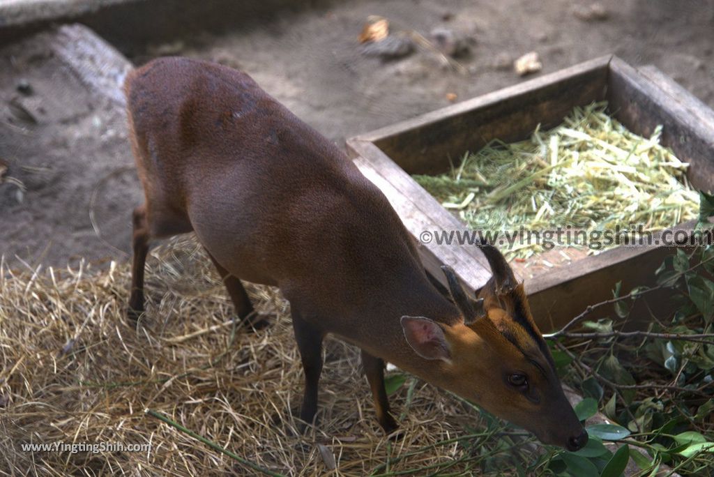 YTS_YTS_20180822_日本九州福岡福岡市動物園／動物科學館／摩天輪Japan Kyushu Fukuoka Fukuoka City Zoological Garden099_3A5A4133.jpg