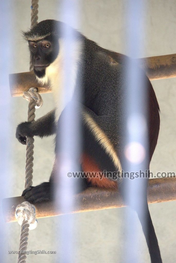 YTS_YTS_20180822_日本九州福岡福岡市動物園／動物科學館／摩天輪Japan Kyushu Fukuoka Fukuoka City Zoological Garden123_3A5A4396.jpg