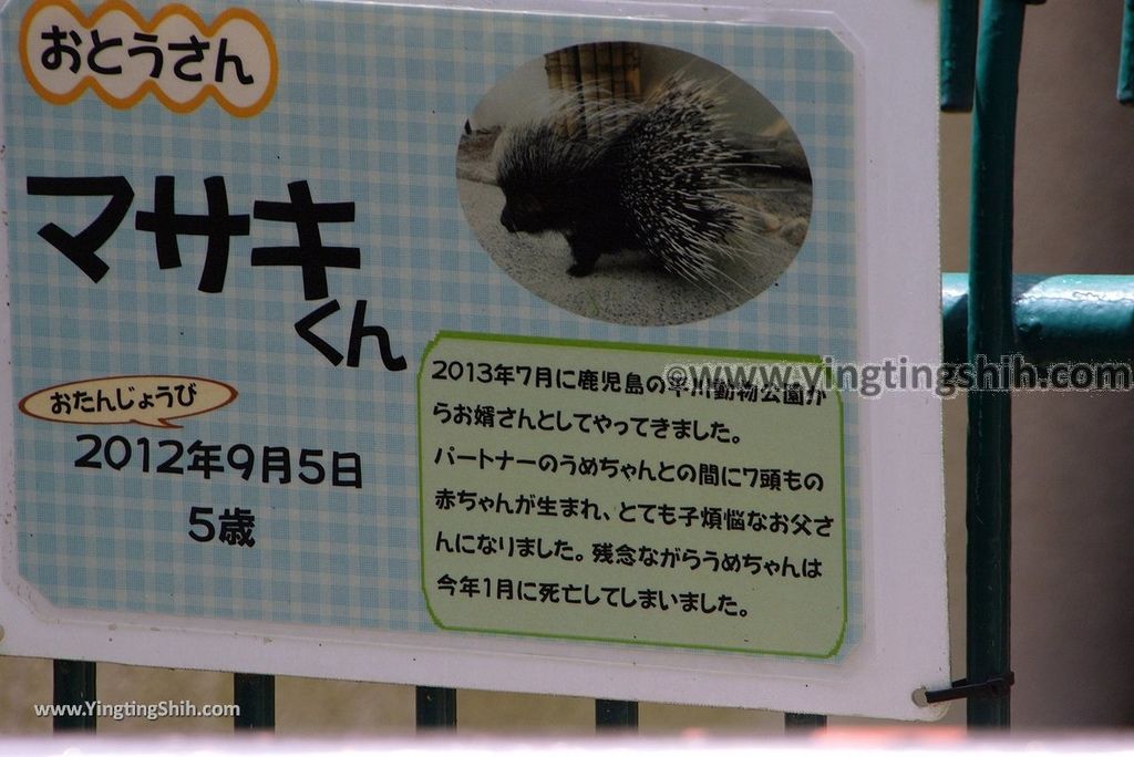 YTS_YTS_20180822_日本九州福岡福岡市動物園／動物科學館／摩天輪Japan Kyushu Fukuoka Fukuoka City Zoological Garden132_3A5A4449.jpg