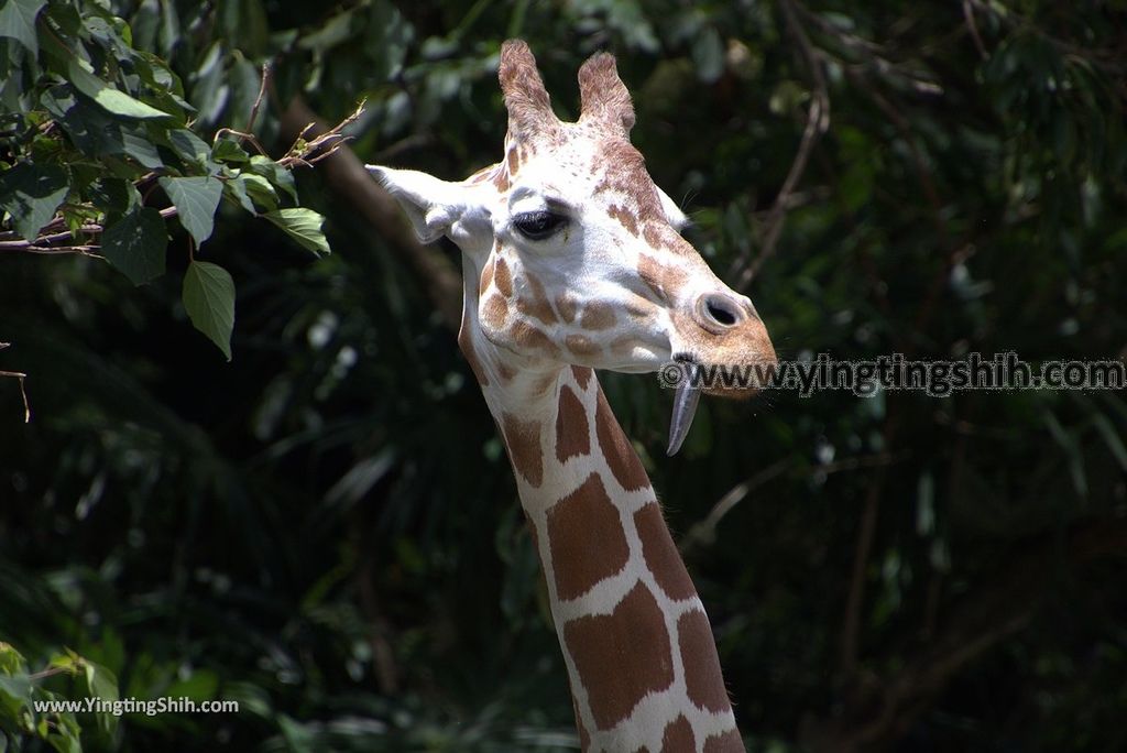 YTS_YTS_20180822_日本九州福岡福岡市動物園／動物科學館／摩天輪Japan Kyushu Fukuoka Fukuoka City Zoological Garden151_3A5A4909.jpg