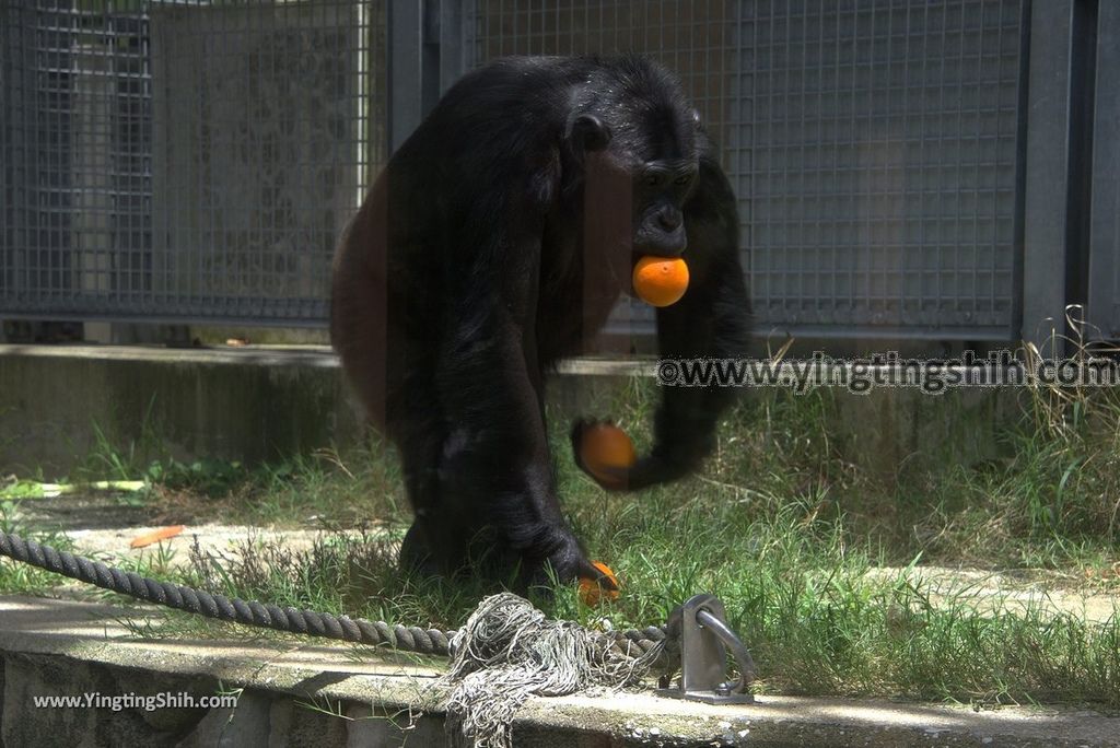 YTS_YTS_20180822_日本九州福岡福岡市動物園／動物科學館／摩天輪Japan Kyushu Fukuoka Fukuoka City Zoological Garden157_3A5A5054.jpg