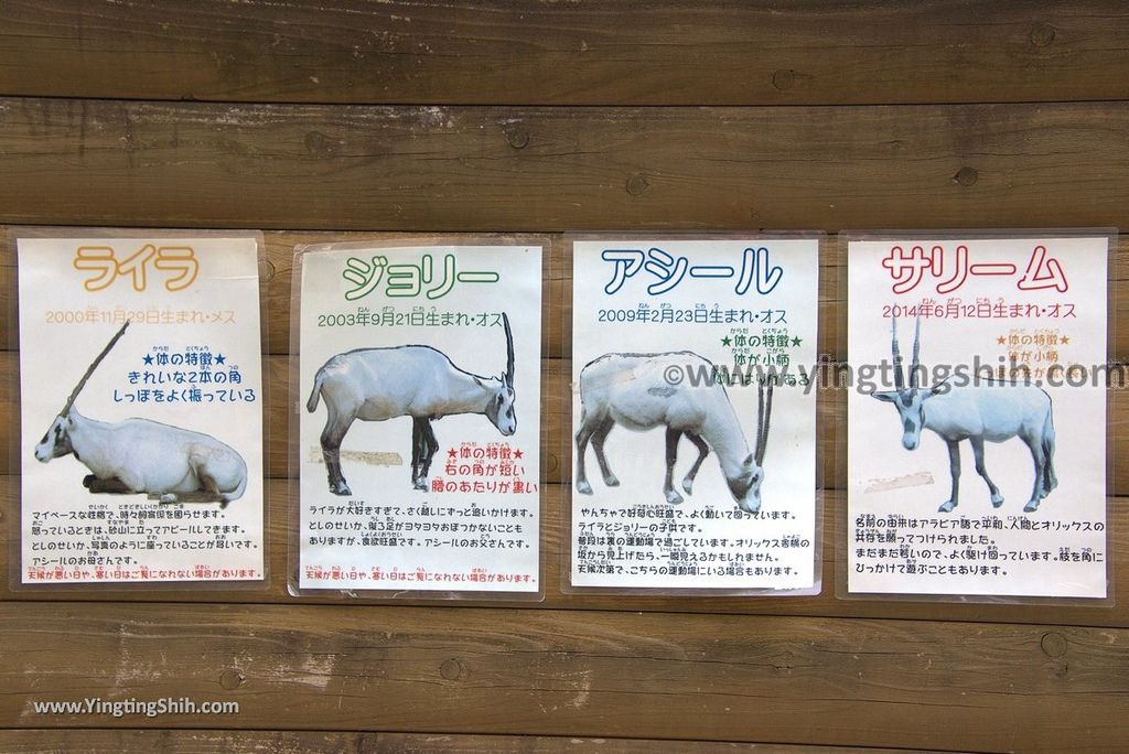 YTS_YTS_20180822_日本九州福岡福岡市動物園／動物科學館／摩天輪Japan Kyushu Fukuoka Fukuoka City Zoological Garden179_3A5A5211.jpg