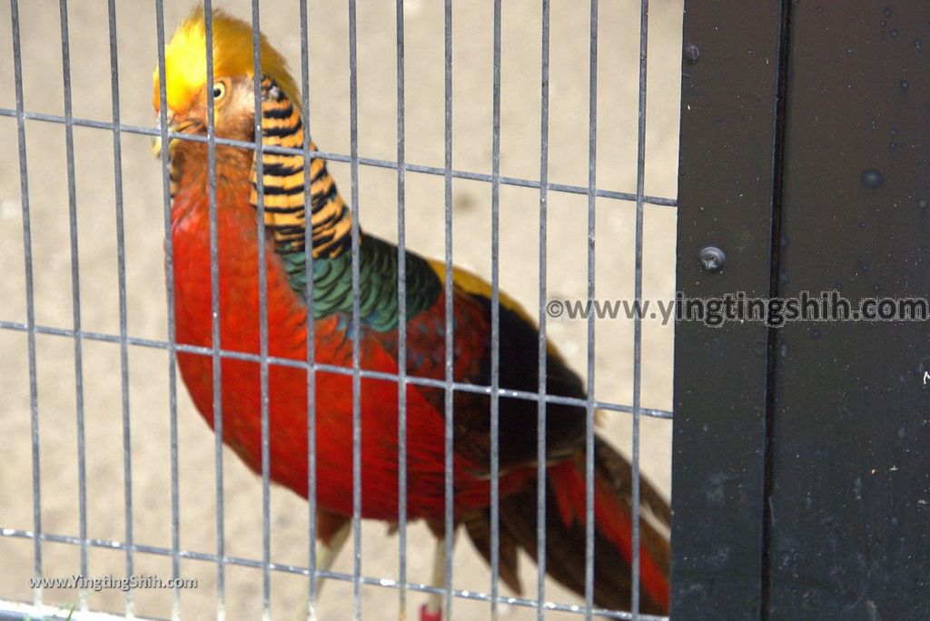 YTS_YTS_20180822_日本九州福岡福岡市動物園／動物科學館／摩天輪Japan Kyushu Fukuoka Fukuoka City Zoological Garden189_3A5A5260.jpg