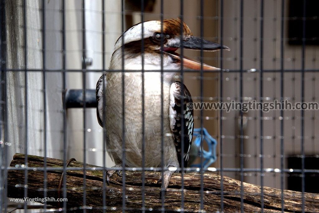 YTS_YTS_20180822_日本九州福岡福岡市動物園／動物科學館／摩天輪Japan Kyushu Fukuoka Fukuoka City Zoological Garden203_3A5A5417.jpg