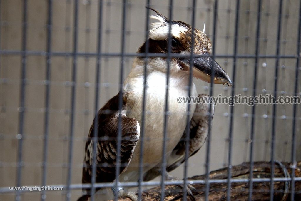 YTS_YTS_20180822_日本九州福岡福岡市動物園／動物科學館／摩天輪Japan Kyushu Fukuoka Fukuoka City Zoological Garden204_3A5A5422.jpg