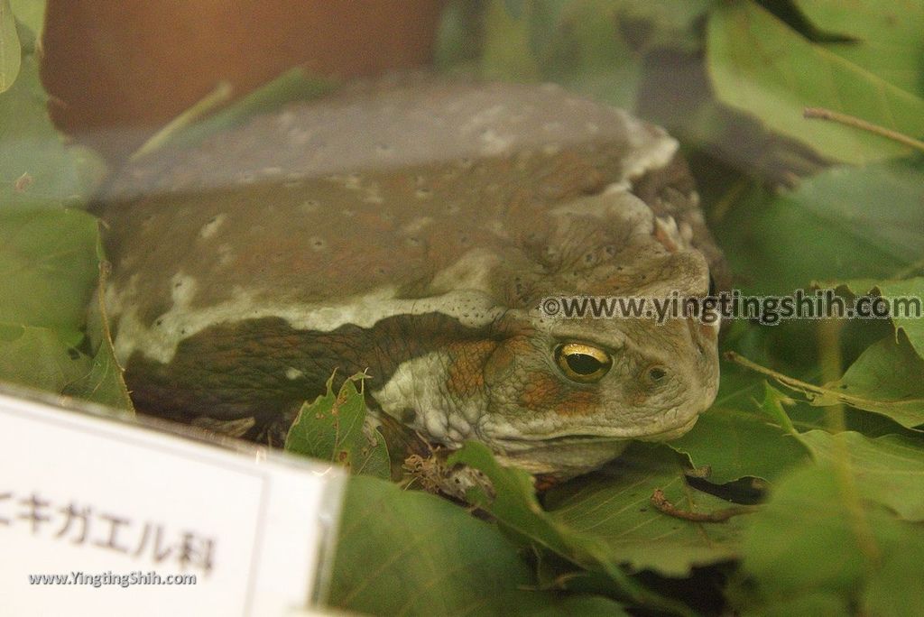 YTS_YTS_20180822_日本九州福岡福岡市動物園／動物科學館／摩天輪Japan Kyushu Fukuoka Fukuoka City Zoological Garden242_3A5A5608.jpg