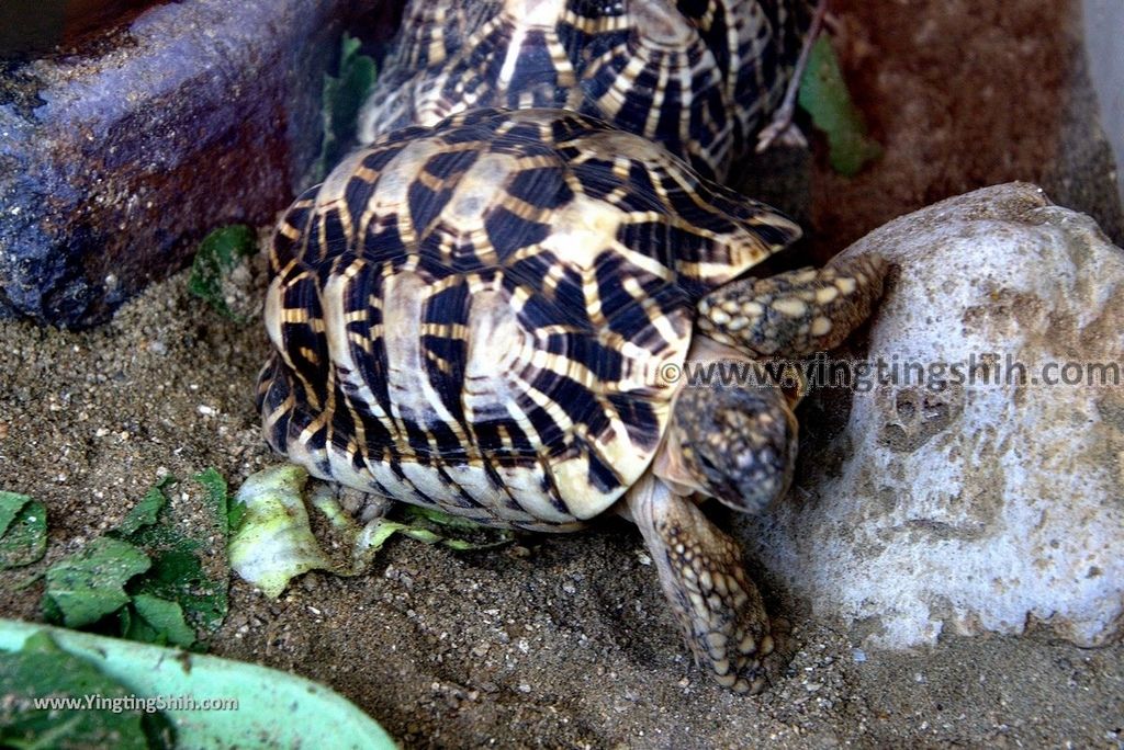 YTS_YTS_20180822_日本九州福岡福岡市動物園／動物科學館／摩天輪Japan Kyushu Fukuoka Fukuoka City Zoological Garden278_3A5A6102.jpg