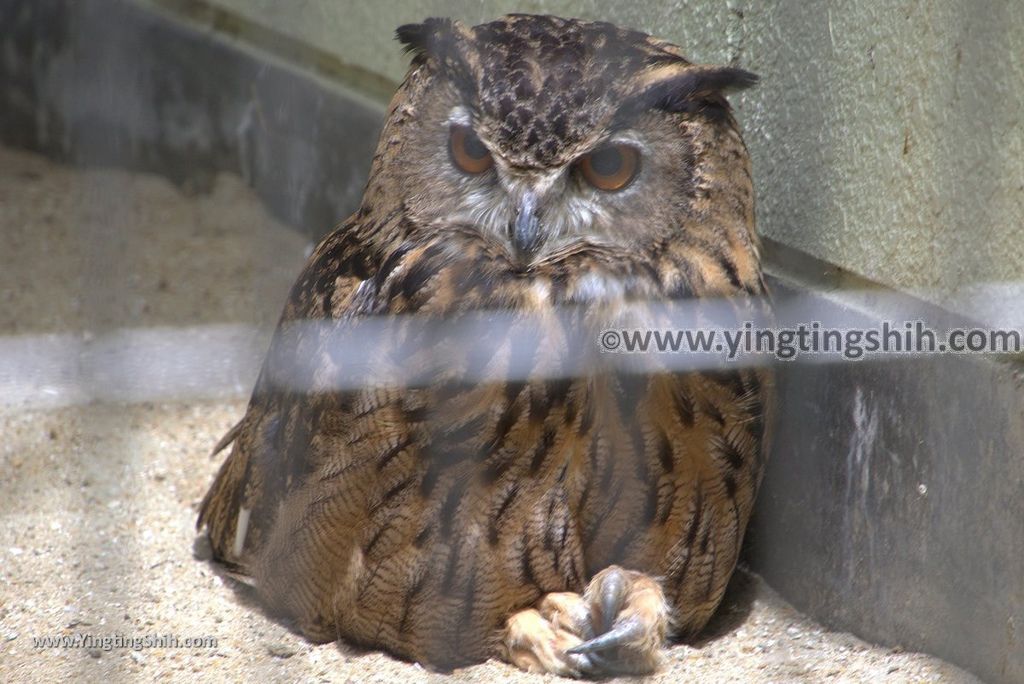 YTS_YTS_20180822_日本九州福岡福岡市動物園／動物科學館／摩天輪Japan Kyushu Fukuoka Fukuoka City Zoological Garden288_3A5A6182.jpg