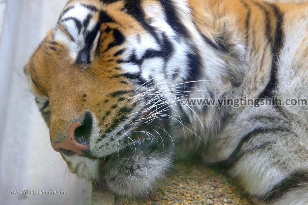 YTS_YTS_20180822_日本九州福岡福岡市動物園／動物科學館／摩天輪Japan Kyushu Fukuoka Fukuoka City Zoological Garden301_3A5A6310.jpg