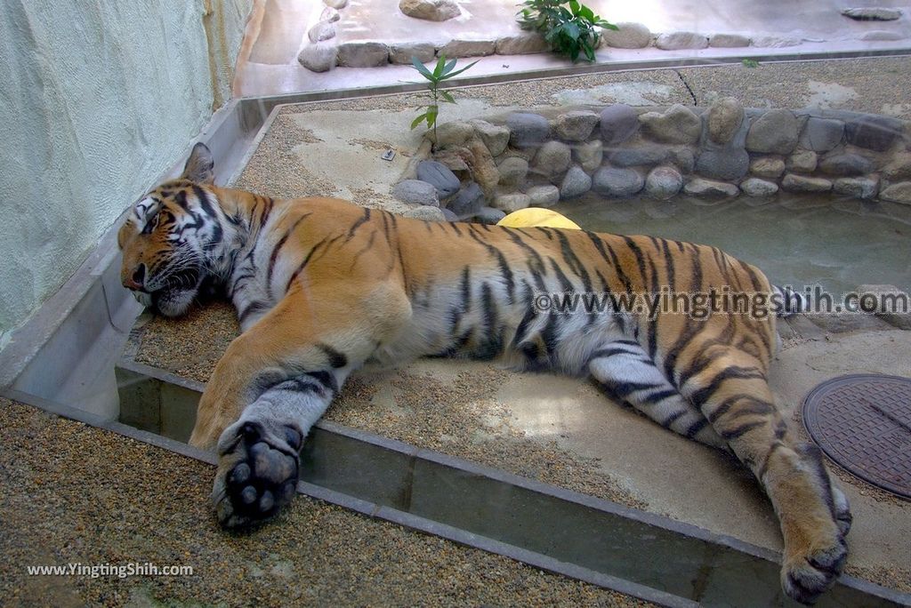 YTS_YTS_20180822_日本九州福岡福岡市動物園／動物科學館／摩天輪Japan Kyushu Fukuoka Fukuoka City Zoological Garden300_3A5A6250.jpg