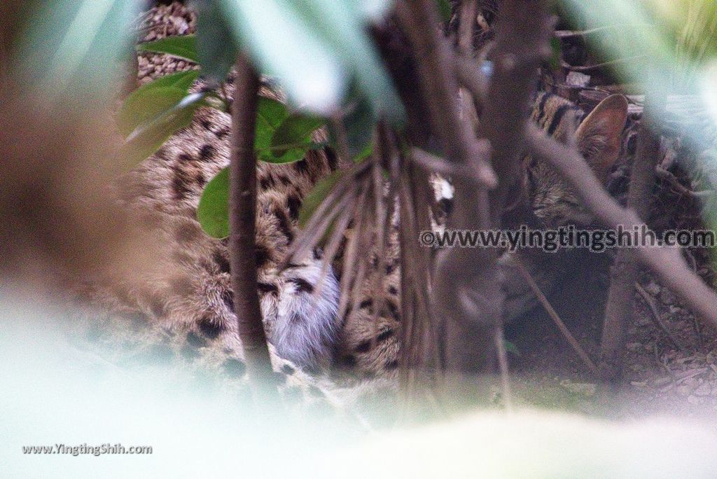 YTS_YTS_20180822_日本九州福岡福岡市動物園／動物科學館／摩天輪Japan Kyushu Fukuoka Fukuoka City Zoological Garden329_3A5A6565.jpg