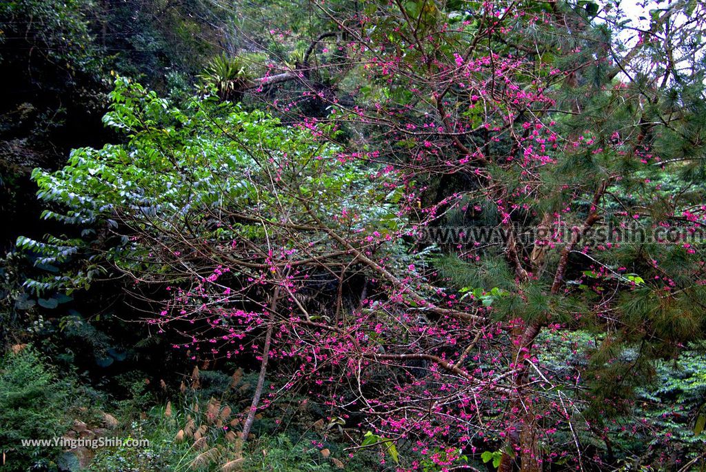 YTS_YTS_20190113_南投鹿谷小半天雙瀑／德興瀑布Nantou Lugu Dexing Falls020_3A5A6991.jpg