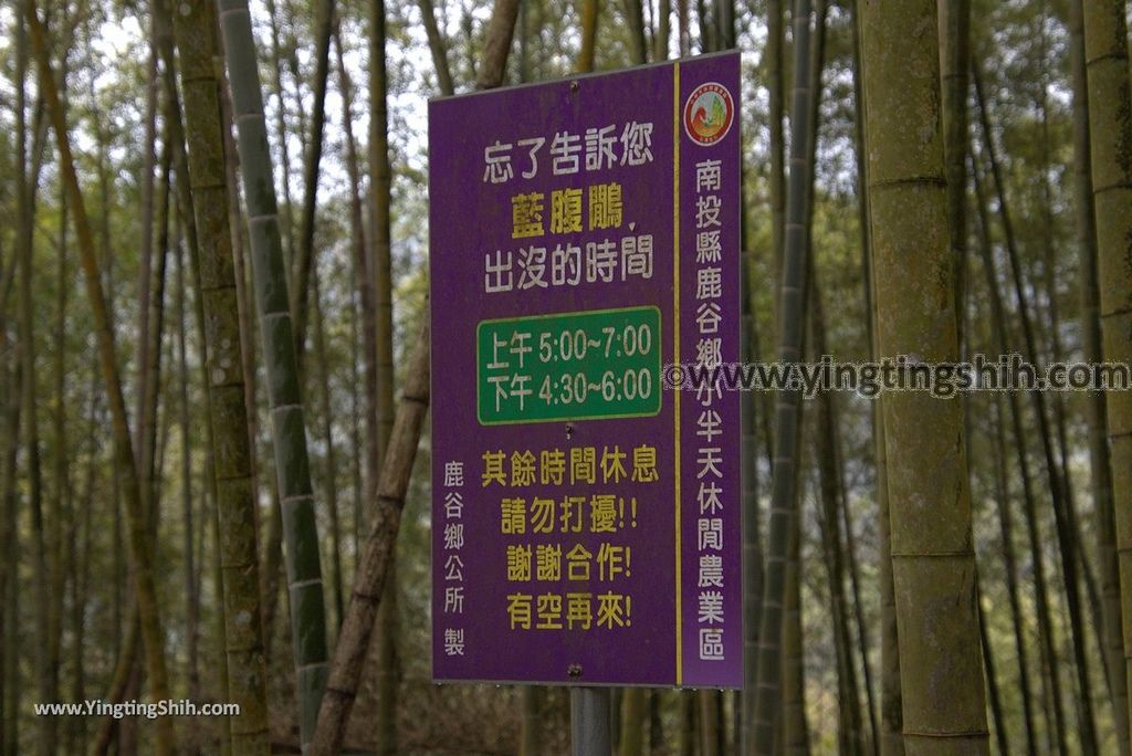 YTS_YTS_20190112_南投鹿谷孟宗竹林古戰場／小半天竹海Nantou Lugu Bamboo Forest Ancient Battlefield／Bamboo Sea053_3A5A5283.jpg