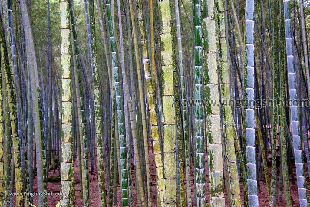 YTS_YTS_20190112_南投鹿谷孟宗竹林古戰場／小半天竹海Nantou Lugu Bamboo Forest Ancient Battlefield／Bamboo Sea055_3A5A5288.jpg