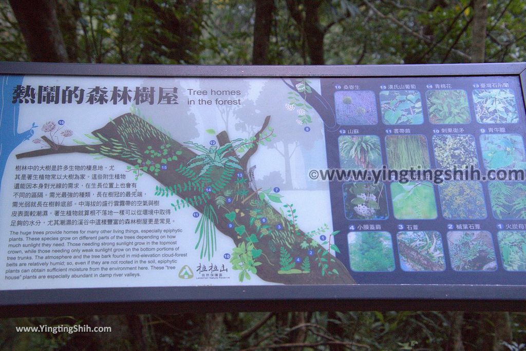 YTS_YTS_20190105_桃園復興拉拉山(達觀山)自然保護區／拉拉山神木群步道Taoyuan Fuxing Lalashan Natural Center032_3A5A0704.jpg