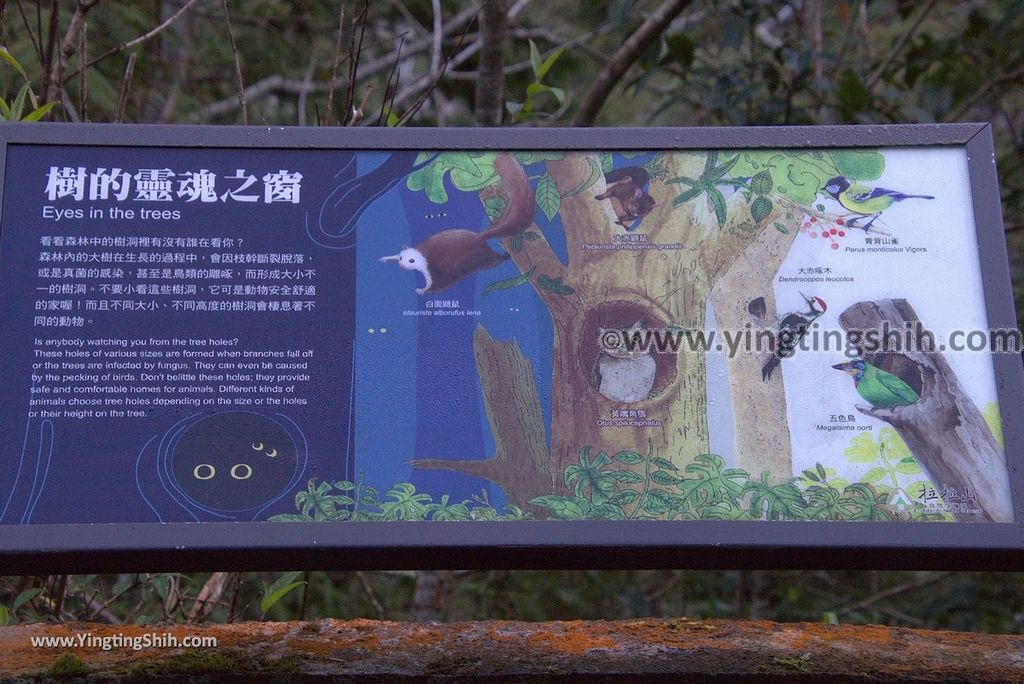 YTS_YTS_20190105_桃園復興拉拉山(達觀山)自然保護區／拉拉山神木群步道Taoyuan Fuxing Lalashan Natural Center039_3A5A0848.jpg