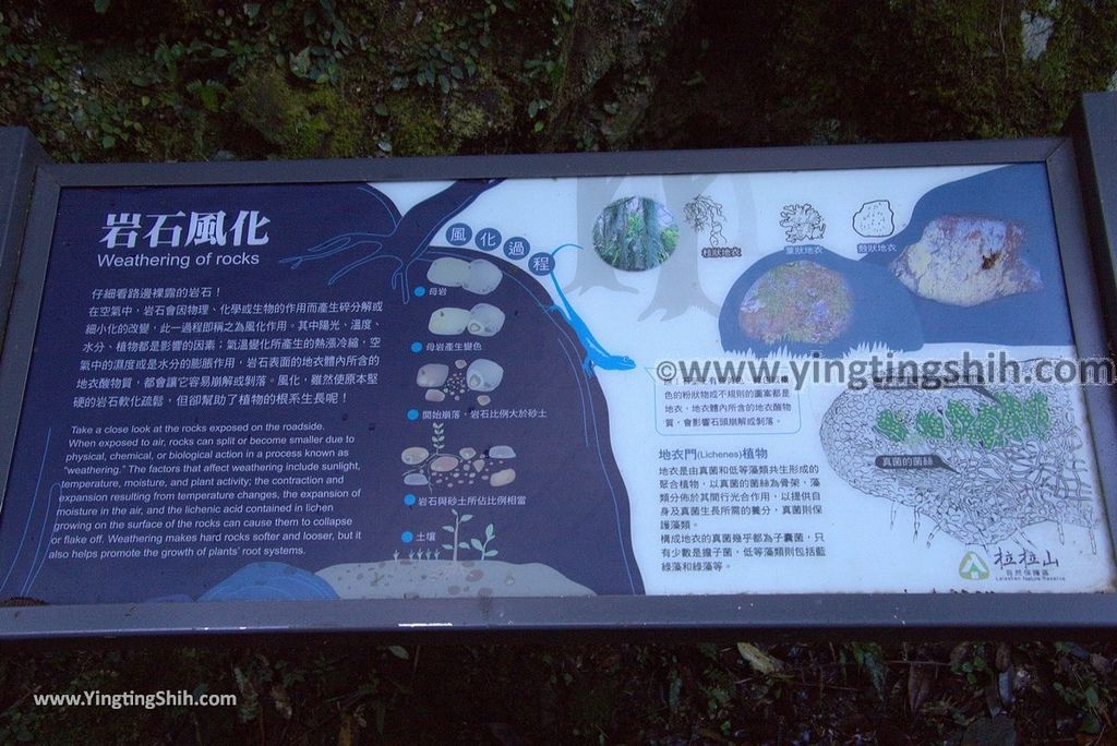 YTS_YTS_20190105_桃園復興拉拉山(達觀山)自然保護區／拉拉山神木群步道Taoyuan Fuxing Lalashan Natural Center041_3A5A0865.jpg