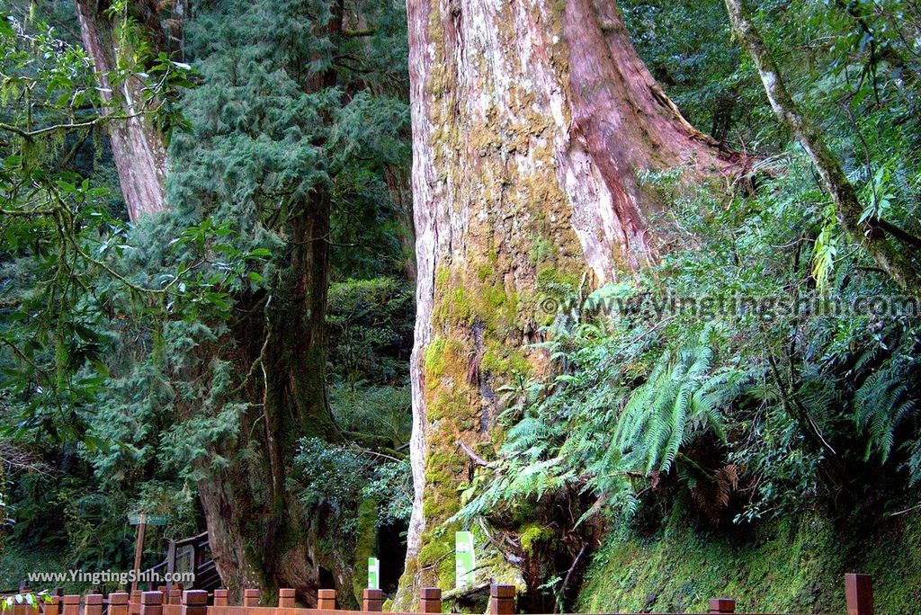 YTS_YTS_20190105_桃園復興拉拉山(達觀山)自然保護區／拉拉山神木群步道Taoyuan Fuxing Lalashan Natural Center067_3A5A1378.jpg