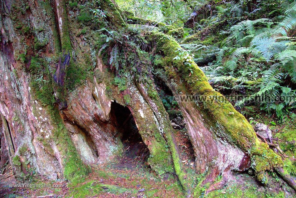 YTS_YTS_20190105_桃園復興拉拉山(達觀山)自然保護區／拉拉山神木群步道Taoyuan Fuxing Lalashan Natural Center075_3A5A1458.jpg