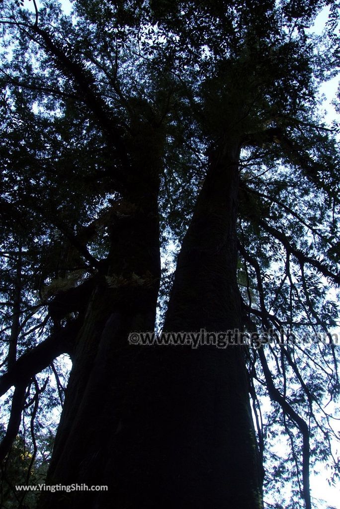 YTS_YTS_20190105_桃園復興拉拉山(達觀山)自然保護區／拉拉山神木群步道Taoyuan Fuxing Lalashan Natural Center112_3A5A1824.jpg