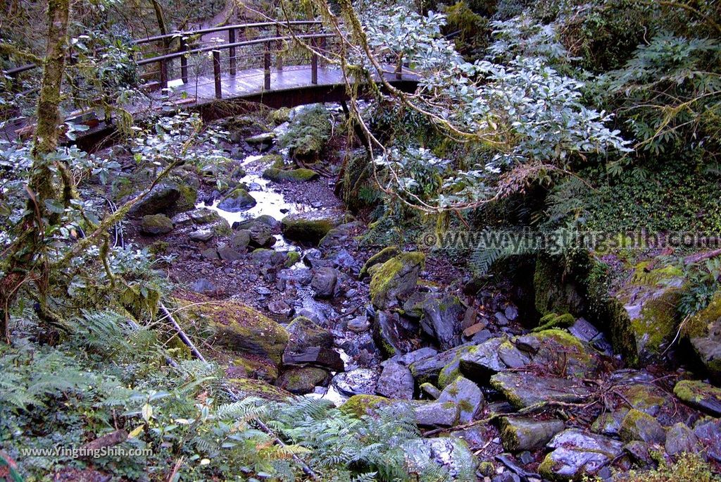 YTS_YTS_20190105_桃園復興拉拉山(達觀山)自然保護區／拉拉山神木群步道Taoyuan Fuxing Lalashan Natural Center141_3A5A2016.jpg