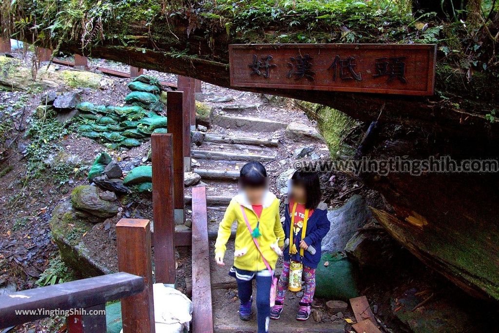 YTS_YTS_20190105_桃園復興拉拉山(達觀山)自然保護區／拉拉山神木群步道Taoyuan Fuxing Lalashan Natural Center144_3A5A2056.jpg