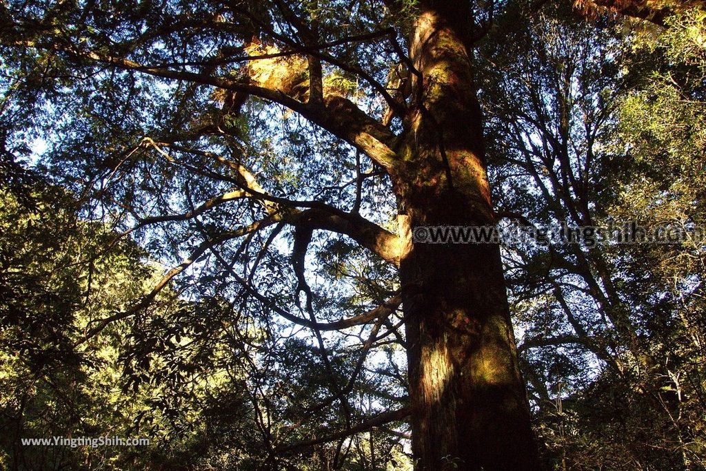 YTS_YTS_20190105_桃園復興拉拉山(達觀山)自然保護區／拉拉山神木群步道Taoyuan Fuxing Lalashan Natural Center155_3A5A2189.jpg