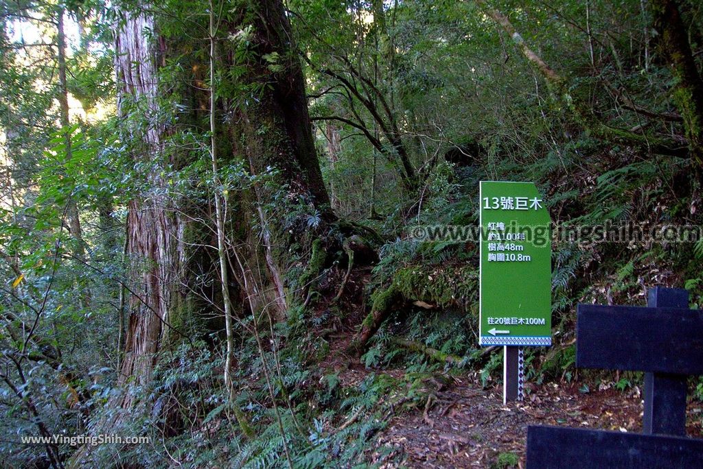 YTS_YTS_20190105_桃園復興拉拉山(達觀山)自然保護區／拉拉山神木群步道Taoyuan Fuxing Lalashan Natural Center164_3A5A2261.jpg